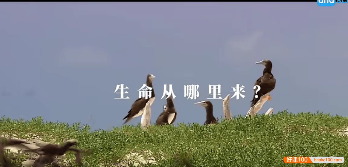 【芝麻学社】ahashool生命教育课-教孩子科学看待死亡珍爱生命
