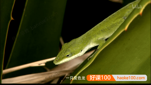 科普益智儿童动画《野生动物宝宝》全80集