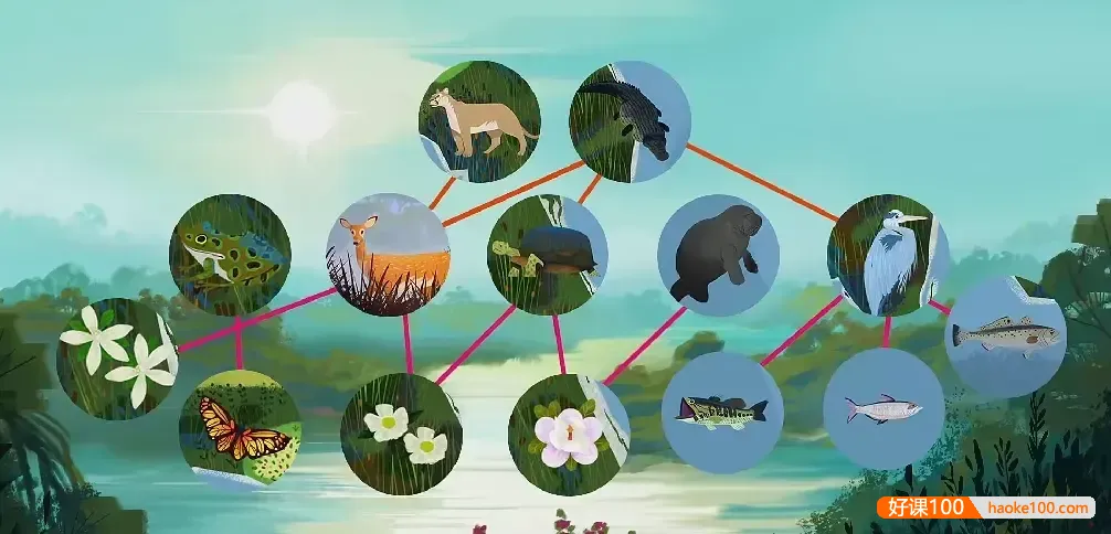 TED-ed系列科普动画《了不起的自然 Awesome Nature》