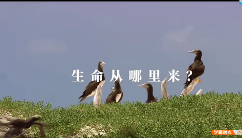 【芝麻学社】ahashool生命教育课-教孩子科学看待死亡珍爱生命