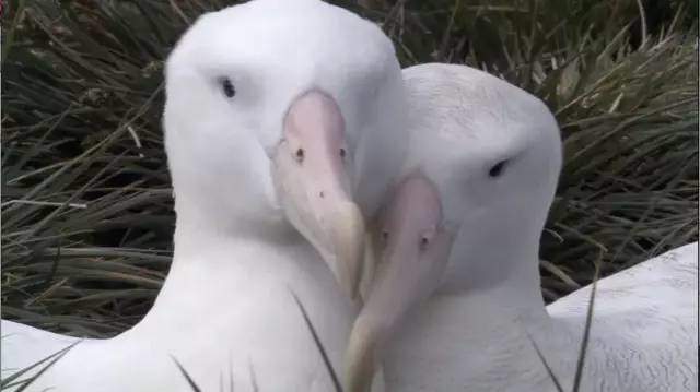 适合高中生物课看的纪录片_高中生必看生物纪录片_适合高中学生看的生物纪录片