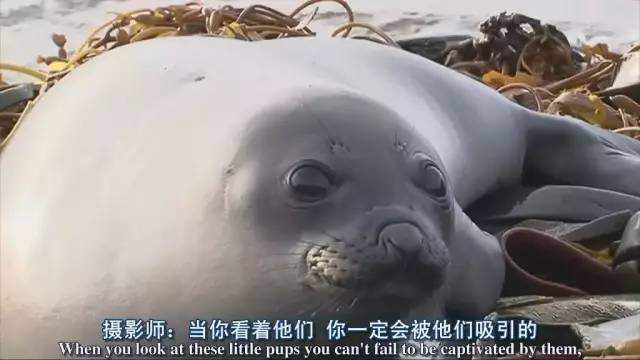 高中生必看生物纪录片_适合高中生物课看的纪录片_适合高中学生看的生物纪录片