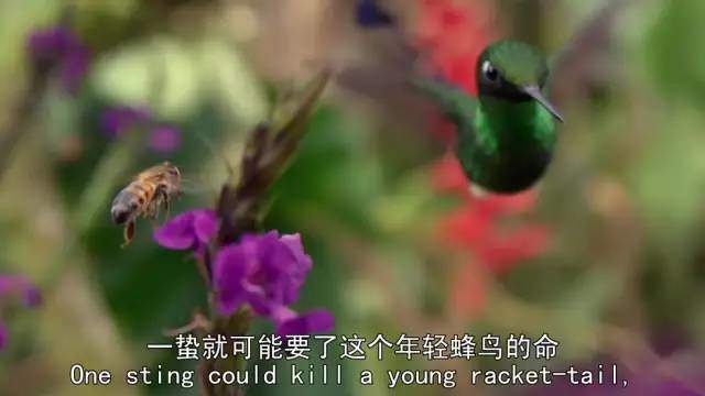 高中生必看生物纪录片_适合高中学生看的生物纪录片_适合高中生物课看的纪录片