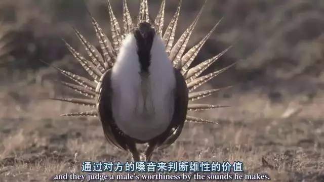 高中生必看生物纪录片_适合高中生物课看的纪录片_适合高中学生看的生物纪录片