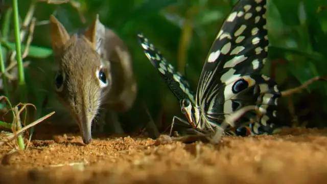 高中生必看生物纪录片_适合高中学生看的生物纪录片_适合高中生物课看的纪录片