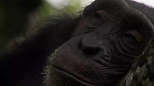 高中生必看生物纪录片_适合高中生物课看的纪录片_适合高中学生看的生物纪录片