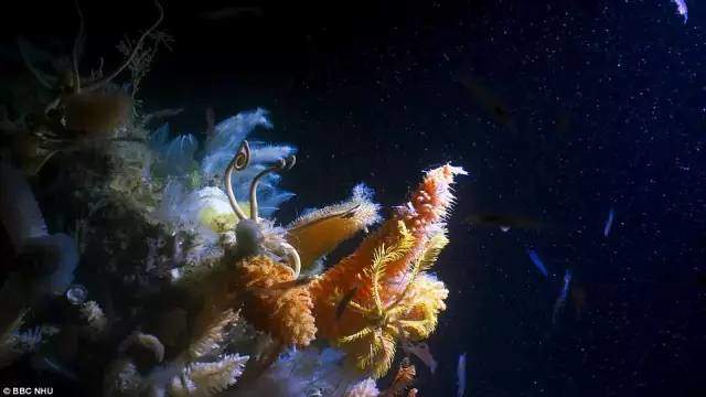 高中生必看生物纪录片_适合高中生物课看的纪录片_适合高中学生看的生物纪录片