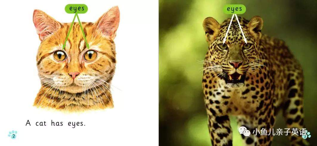 史上最全解析——柯林斯大猫英语1~11级绘本及音频资源