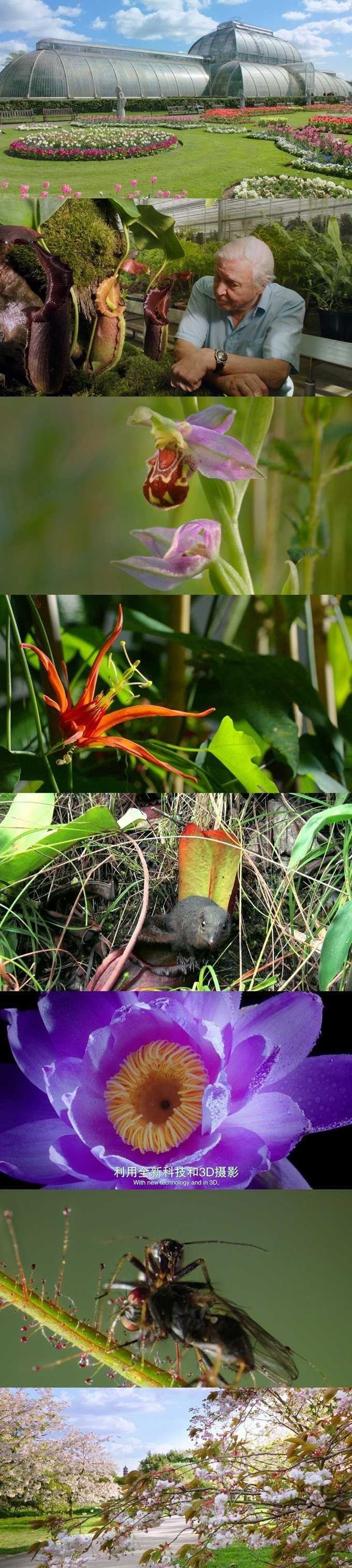 BBC英文科普纪录片《植物王国Kingdom of Plants》全9集|中英文字幕