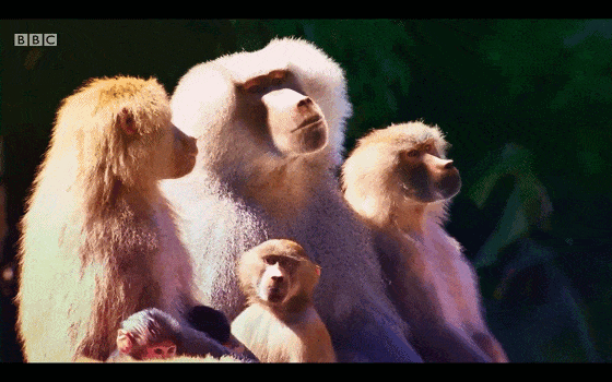 BBC儿童动物园喜剧《The Zoo》(1+2季),激活孩子英语学习潜能
