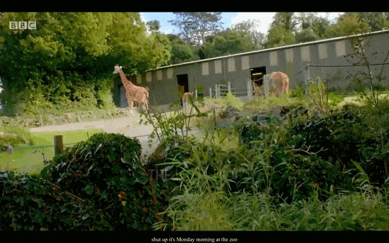 BBC儿童动物园喜剧《The Zoo》(1+2季),激活孩子英语学习潜能