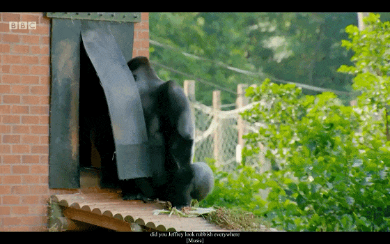 BBC儿童动物园喜剧《The Zoo》(1+2季),激活孩子英语学习潜能