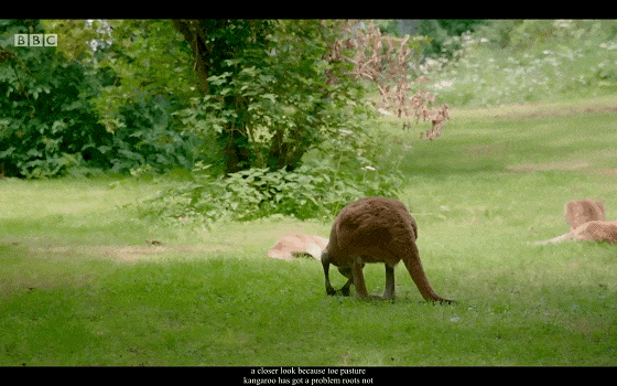 BBC儿童动物园喜剧《The Zoo》(1+2季),激活孩子英语学习潜能