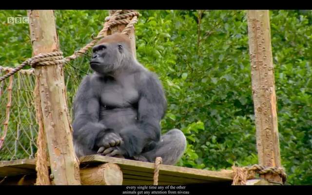 BBC儿童动物园喜剧《The Zoo》(1+2季),激活孩子英语学习潜能