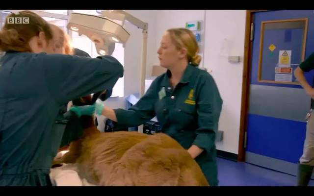 BBC儿童动物园喜剧《The Zoo》(1+2季),激活孩子英语学习潜能
