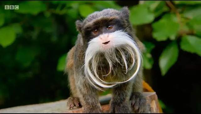 BBC儿童动物园喜剧《The Zoo》(1+2季),激活孩子英语学习潜能
