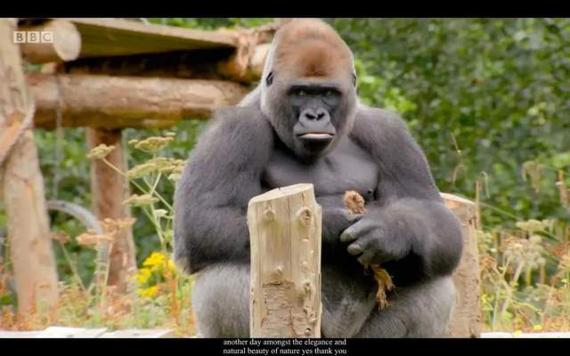 BBC儿童动物园喜剧《The Zoo》(1+2季),激活孩子英语学习潜能