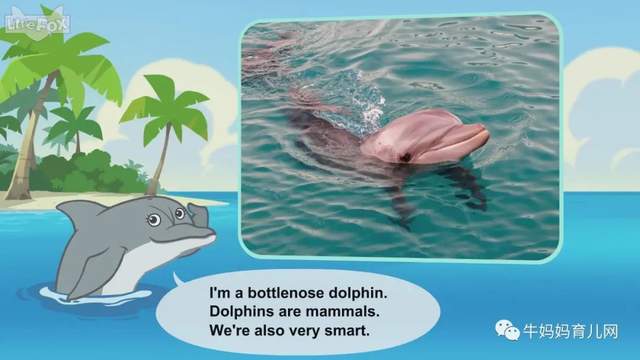 英文动画片《Meet the Animals》认识动物 英语启蒙 全集(阿里云盘)