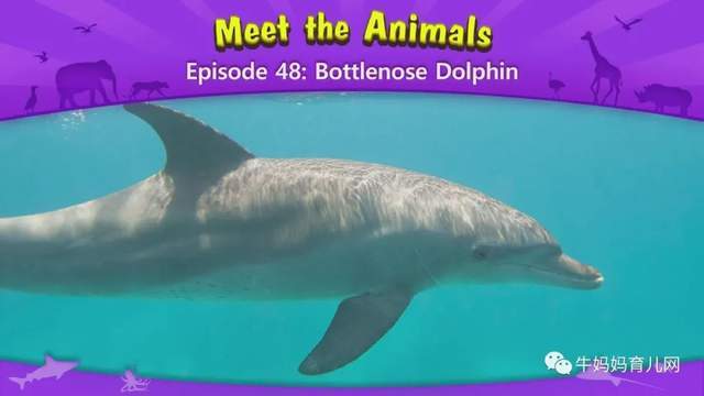 英文动画片《Meet the Animals》认识动物 英语启蒙 全集(阿里云盘)