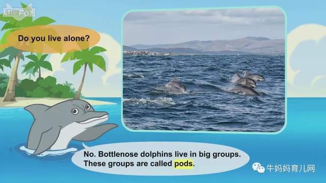 英文动画片《Meet the Animals》认识动物 英语启蒙 全集(阿里云盘)
