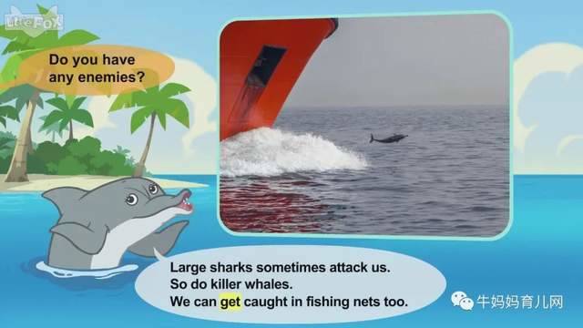 英文动画片《Meet the Animals》认识动物 英语启蒙 全集(阿里云盘)