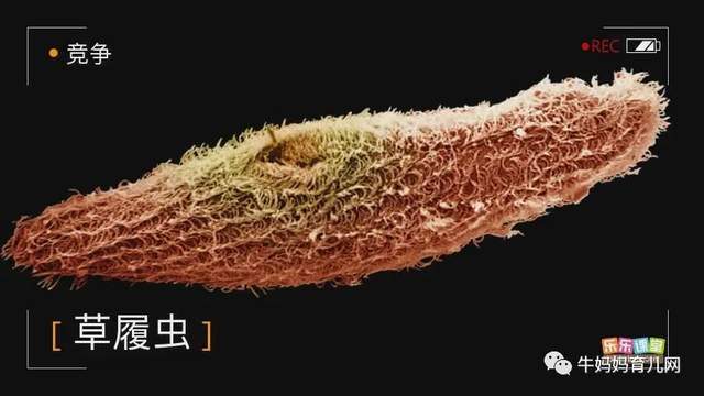 乐乐课堂生物大百科，为6~12岁孩子搭建一个神奇的生物世界