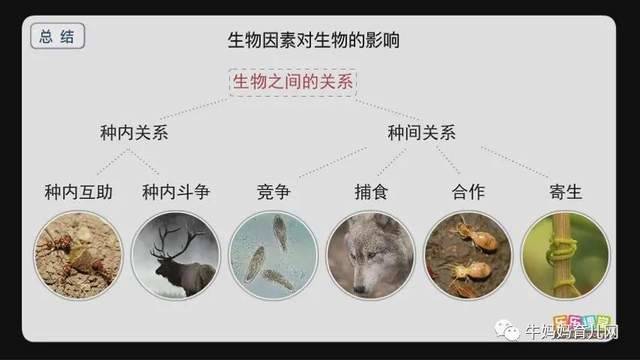 乐乐课堂生物大百科，为6~12岁孩子搭建一个神奇的生物世界