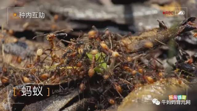 乐乐课堂生物大百科，为6~12岁孩子搭建一个神奇的生物世界