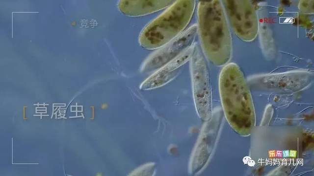 乐乐课堂生物大百科，为6~12岁孩子搭建一个神奇的生物世界