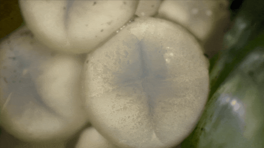 豆瓣9.5,强烈推荐,BBC 优质纪录片《小小世界》Tiny World