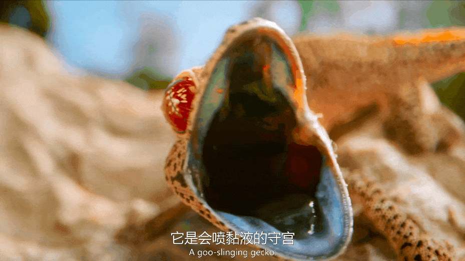 豆瓣9.5,强烈推荐,BBC 优质纪录片《小小世界》Tiny World