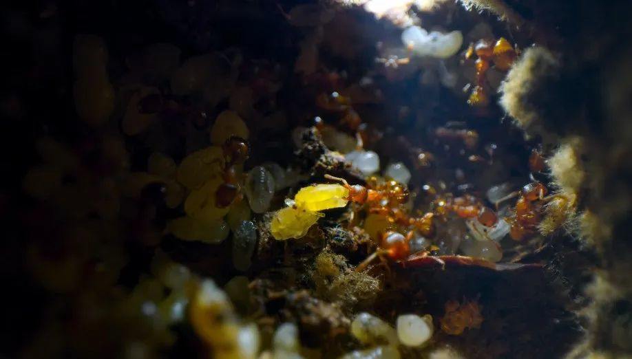 豆瓣9.5,强烈推荐,BBC 优质纪录片《小小世界》Tiny World