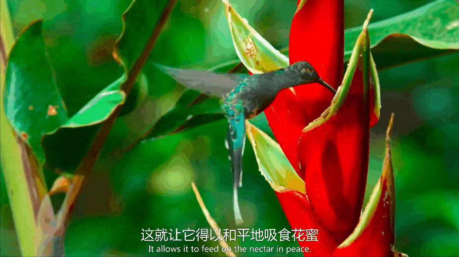 豆瓣9.5,强烈推荐,BBC 优质纪录片《小小世界》Tiny World