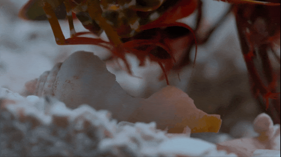 豆瓣9.5,强烈推荐,BBC 优质纪录片《小小世界》Tiny World