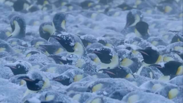 BBC超燃纪录片《王朝》,堪称自然界“权力的游戏”