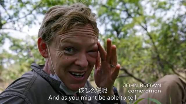 BBC超燃纪录片《王朝》,堪称自然界“权力的游戏”
