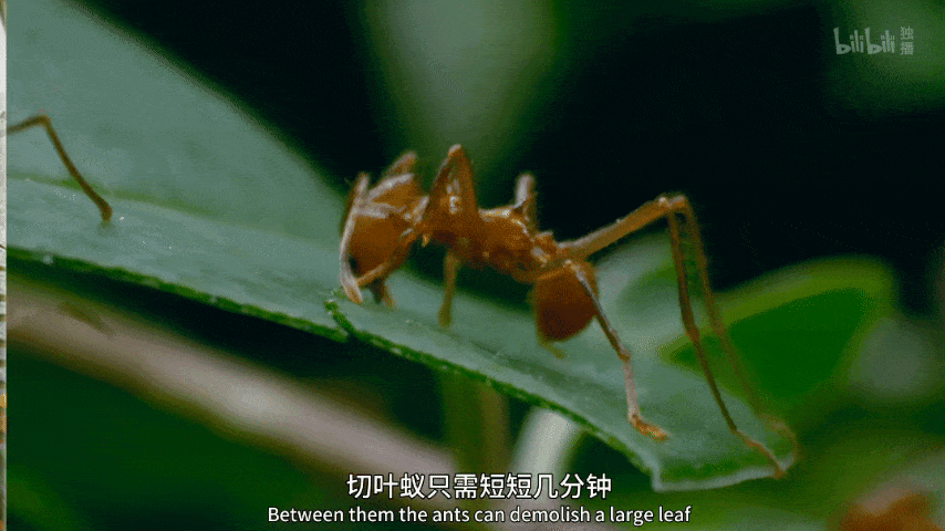纪录片《绿色星球》:豆瓣9.8分,每一帧都惊艳