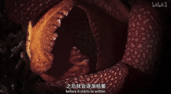 纪录片《绿色星球》:豆瓣9.8分,每一帧都惊艳