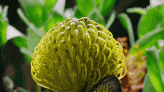 纪录片《绿色星球》:豆瓣9.8分,每一帧都惊艳