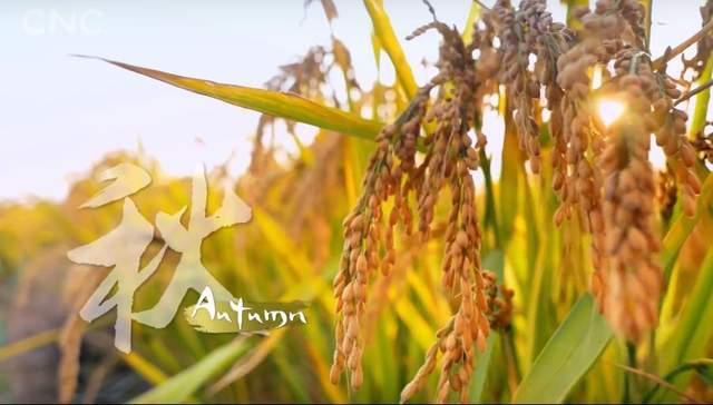 二十四节气大型纪录片《四季中国》,为全球观众讲述中国二十四节气的故事