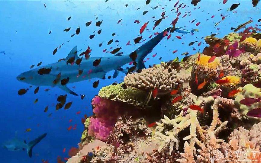 点击查看图片来源 【纪录片】深海大世界【英语中字】【全六集】
